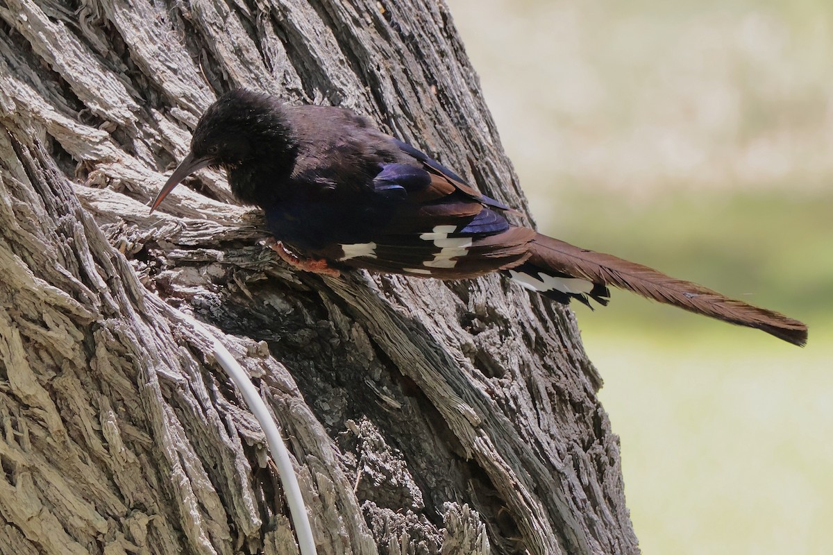 Violet Woodhoopoe - ML647142838