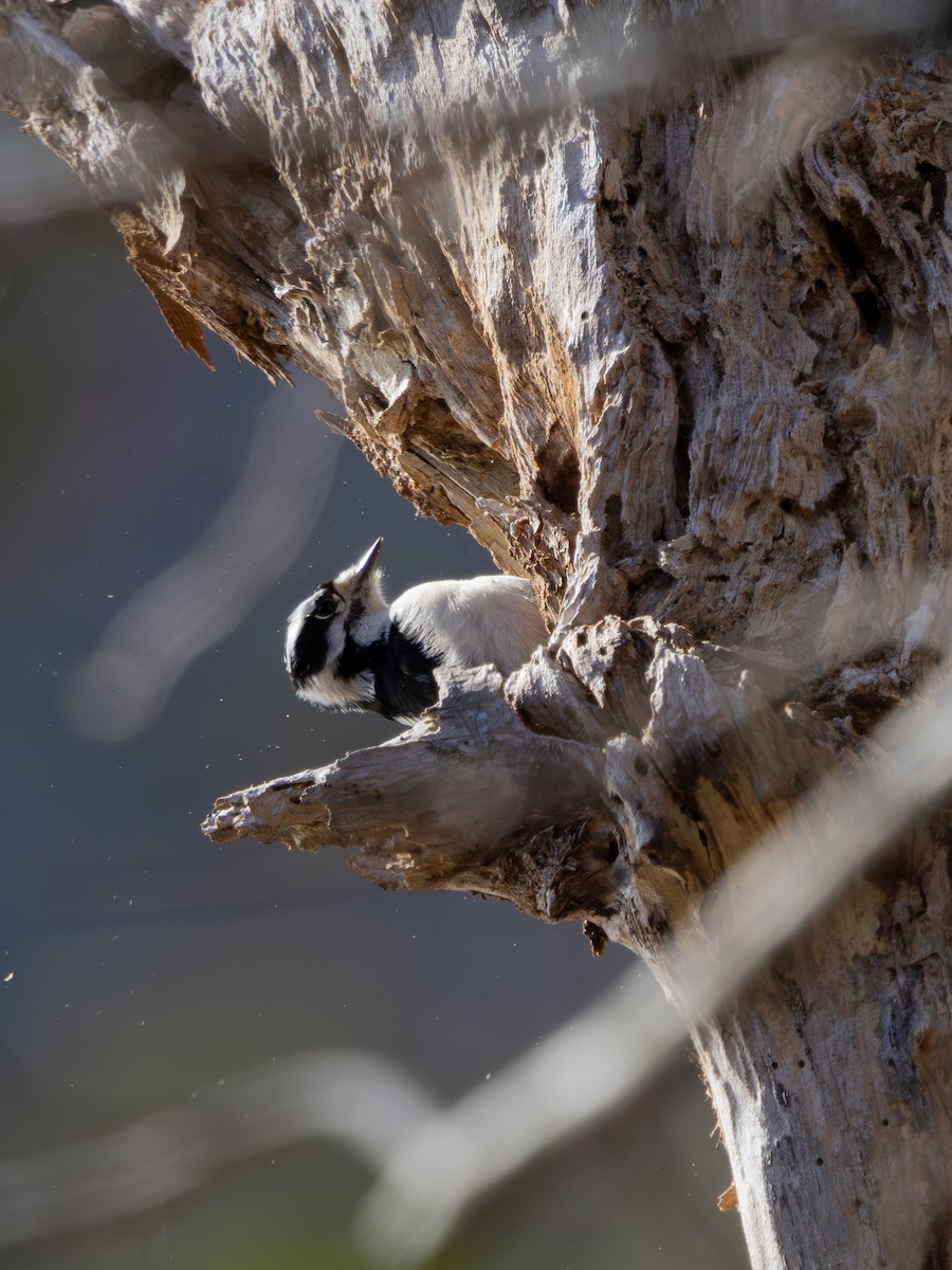 Downy Woodpecker - ML647142840