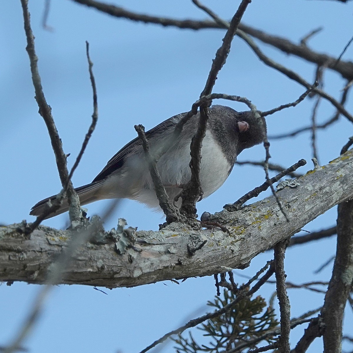 Dark-eyed Junco (Slate-colored) - ML647142841