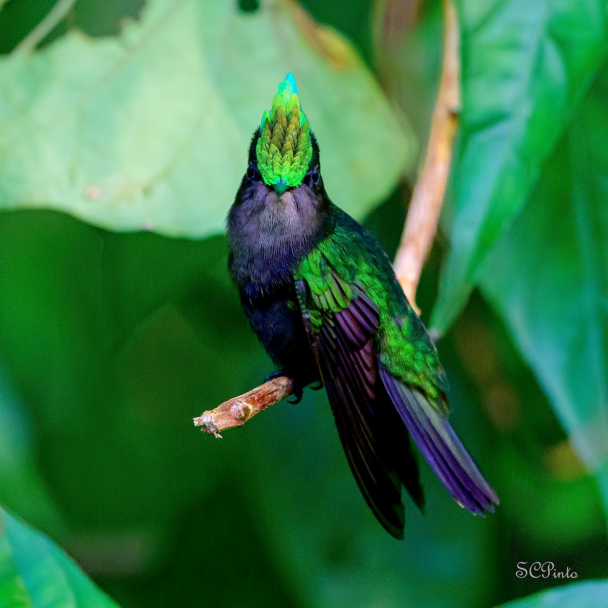 Antillean Crested Hummingbird - ML647142842