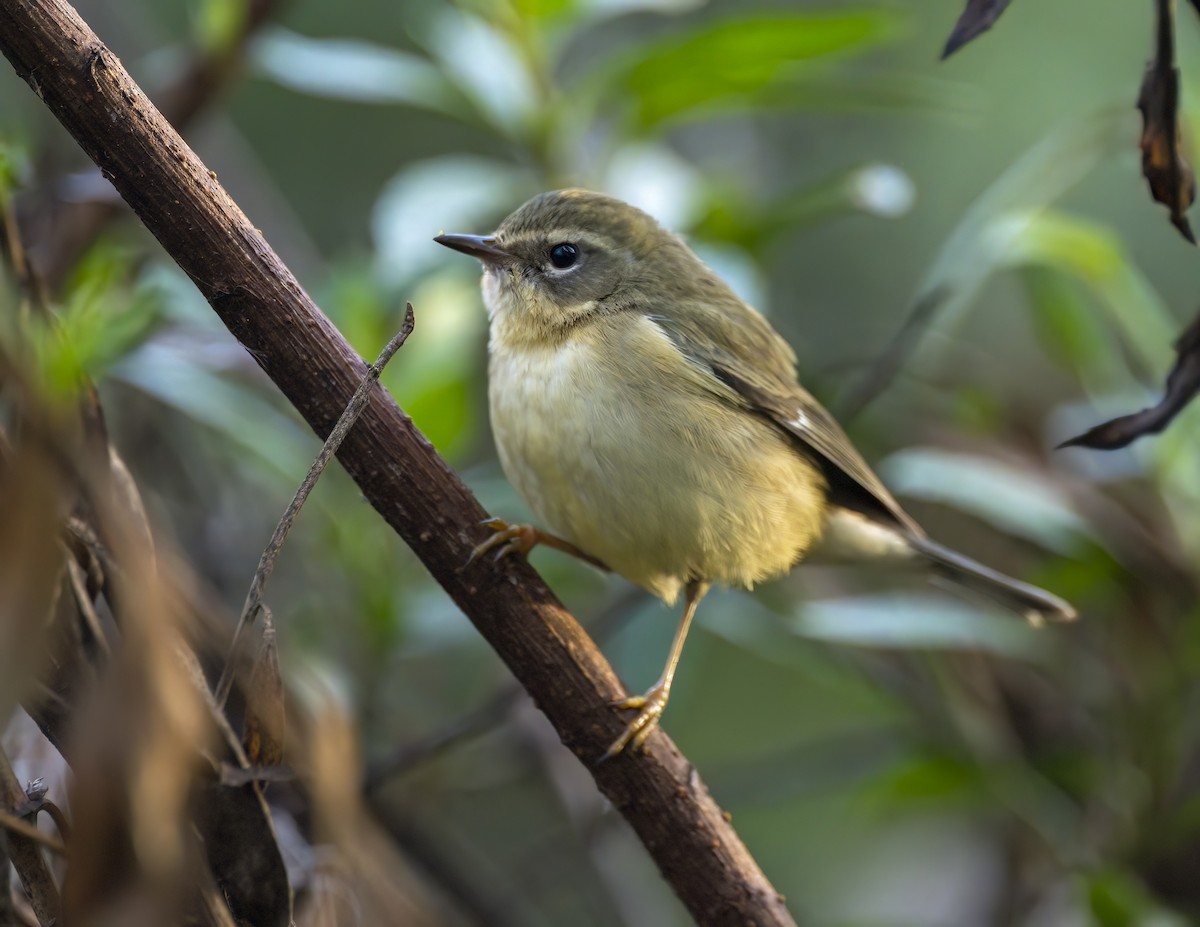 Black-throated Blue Warbler - ML647142843
