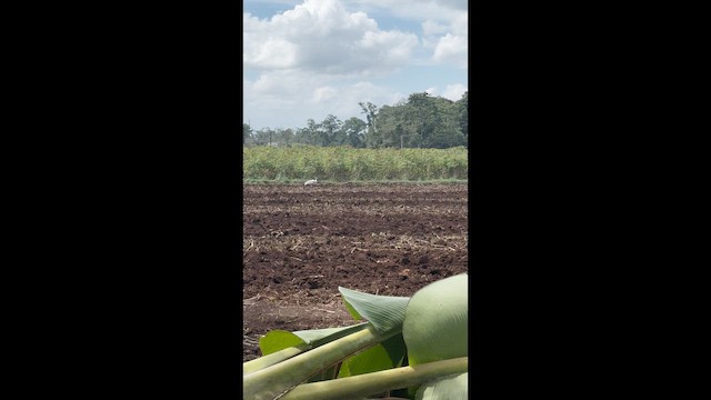 Wood Stork - ML647142844