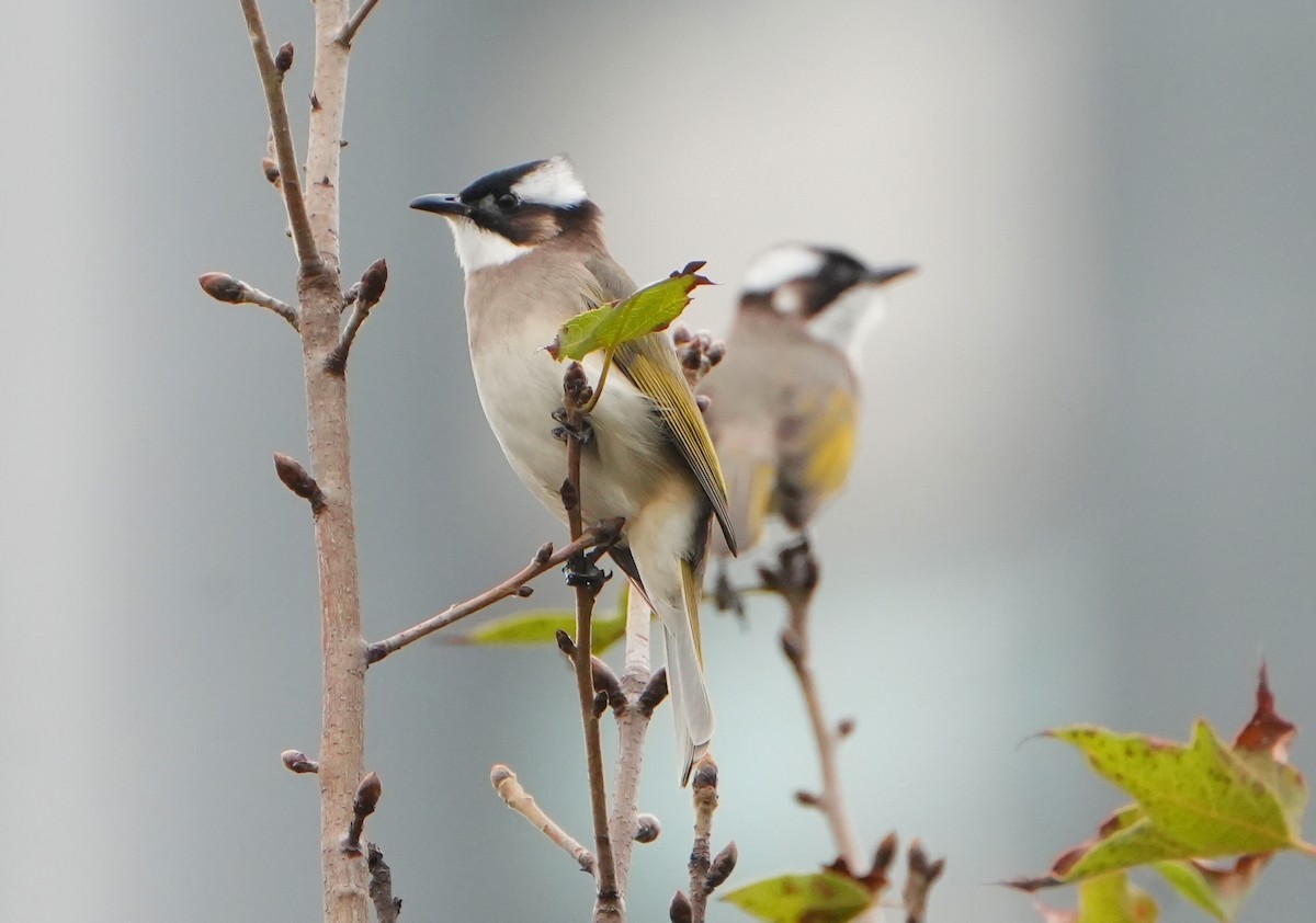 Light-vented Bulbul - ML647142853