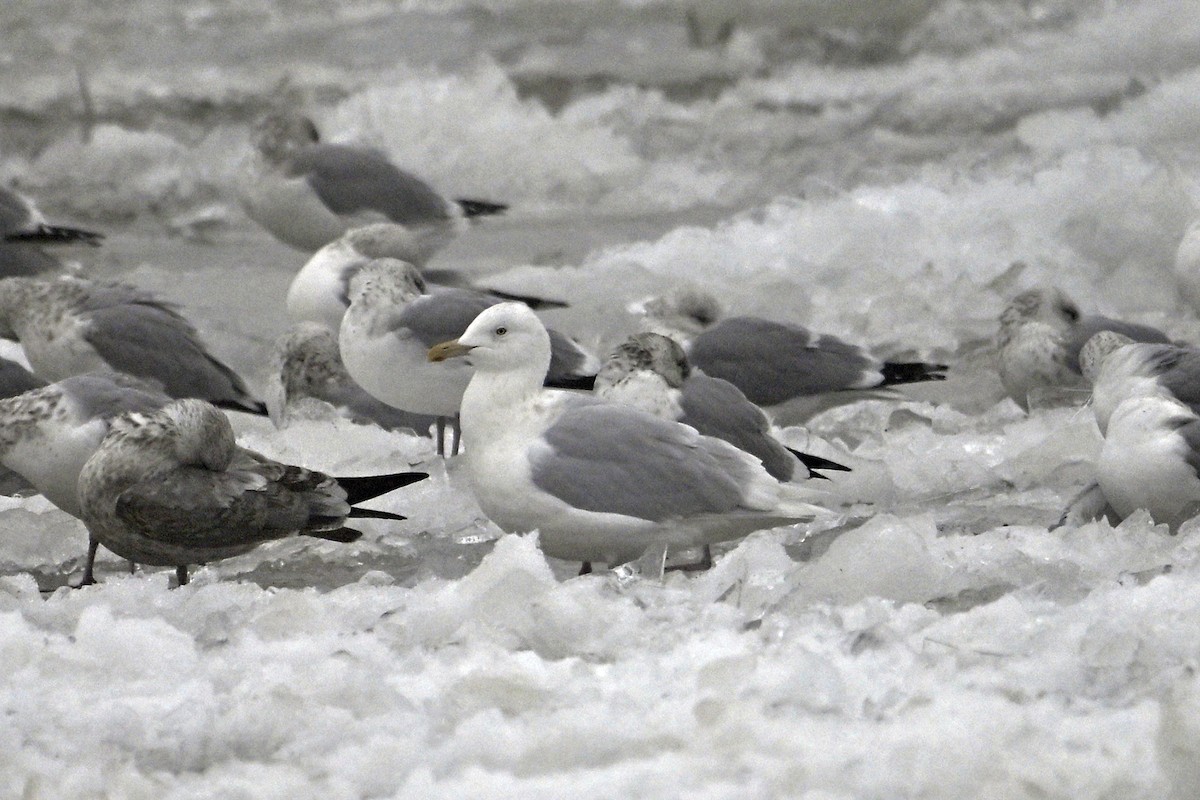 Gavión Hiperbóreo - ML647142875