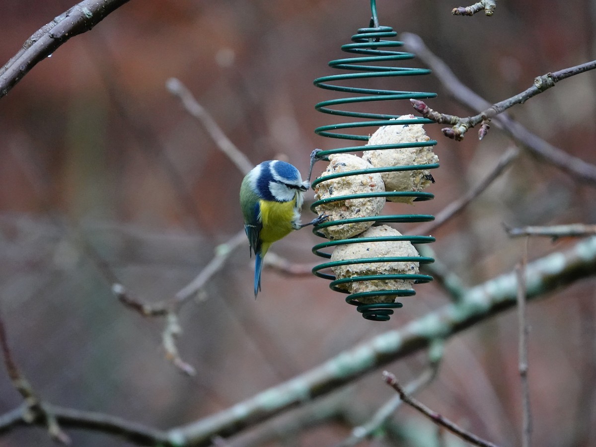 sýkora modřinka - ML647142876