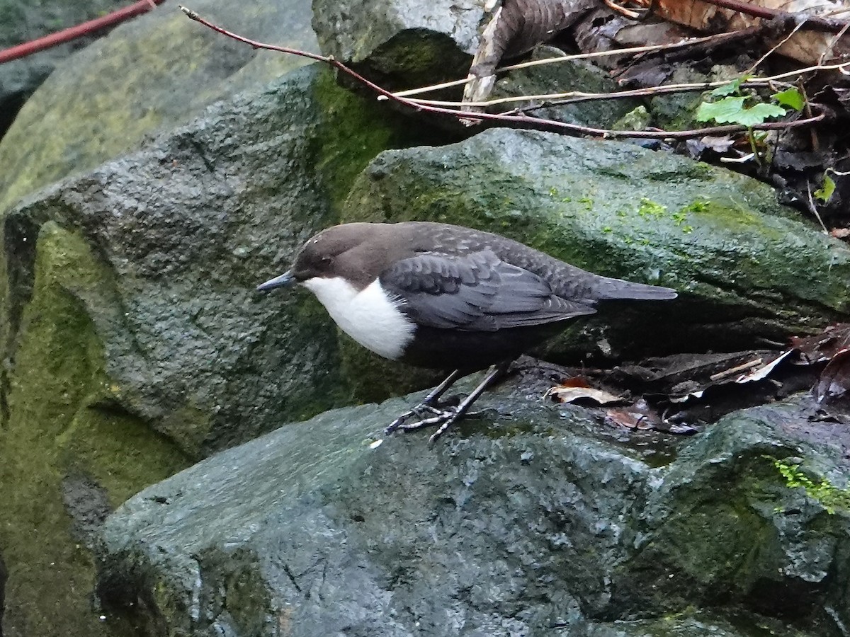 White-throated Dipper - ML647142884