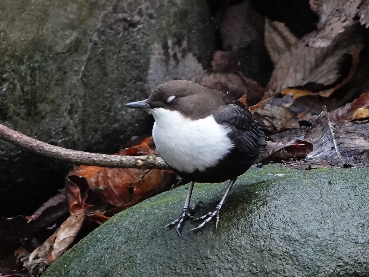 White-throated Dipper - ML647142885