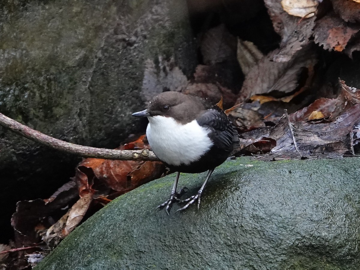 White-throated Dipper - ML647142886