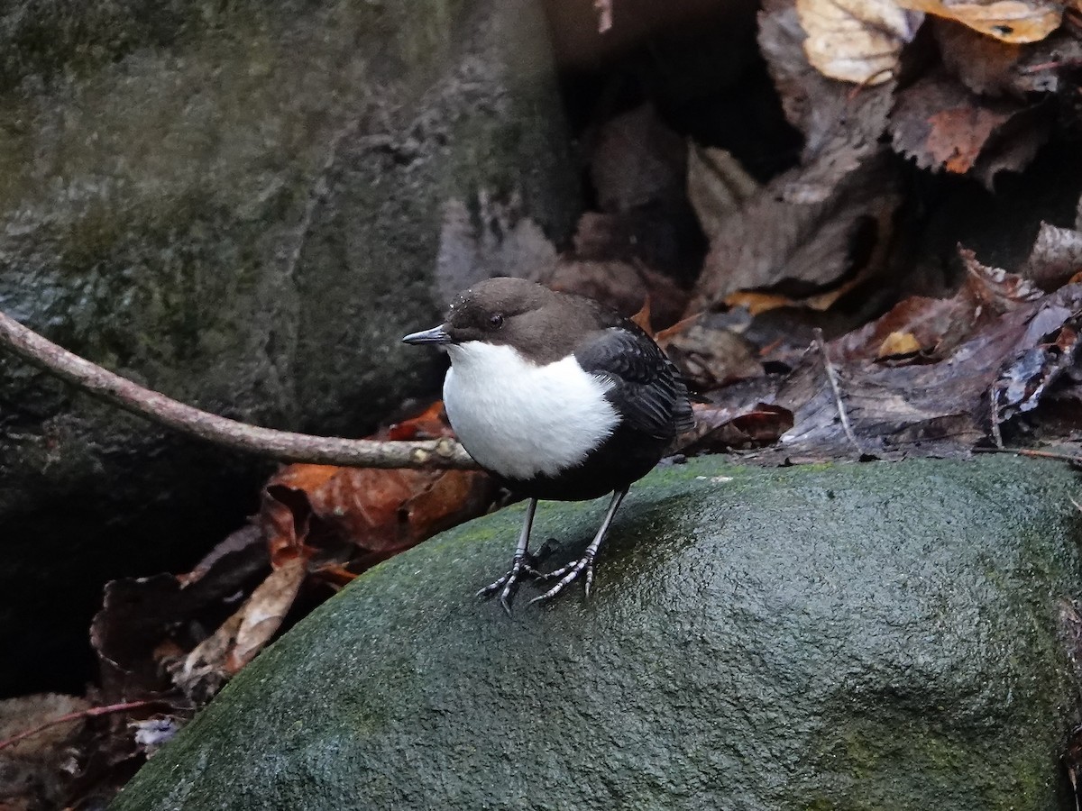 White-throated Dipper - ML647142887