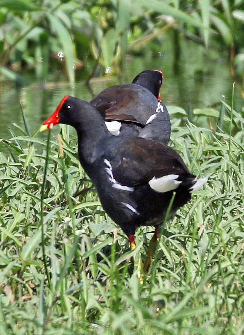 Uroilo amerikarra - ML647142889