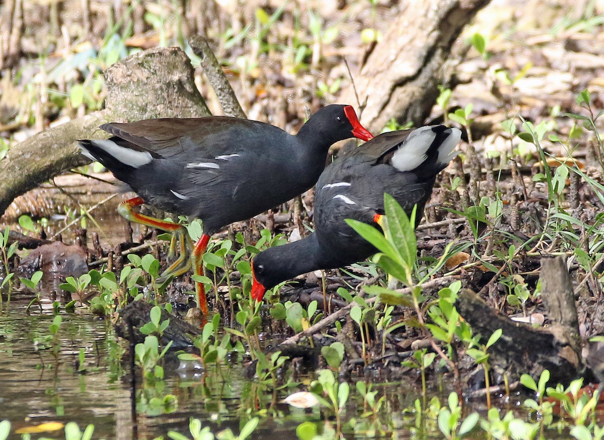 Uroilo amerikarra - ML647142898