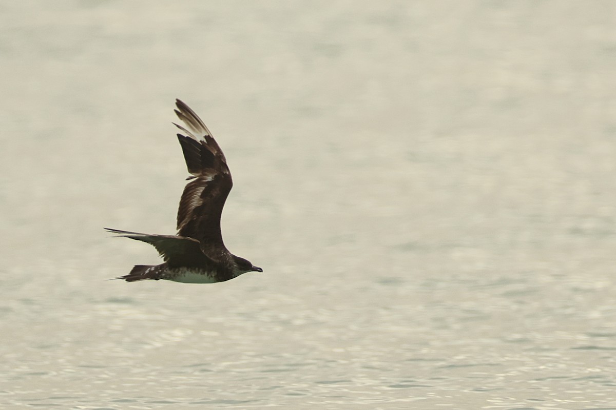 chaluha pomořská - ML647142934