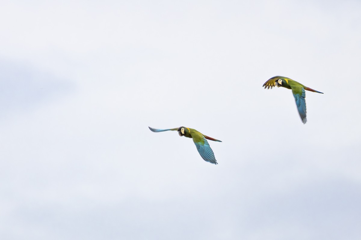 Yellow-collared Macaw - ML647142944