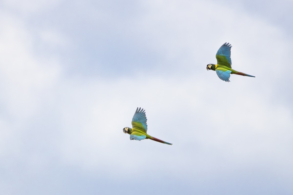 Yellow-collared Macaw - ML647142945
