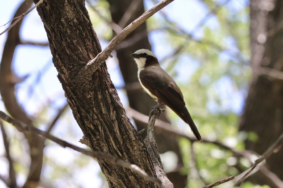 Ak Taçlı Örümcekkuşu - ML647142946