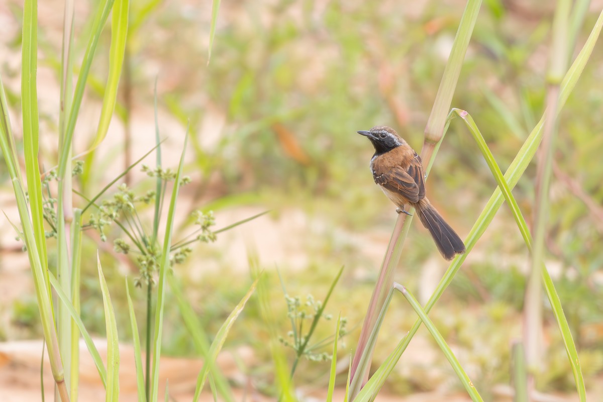 Rusty-backed Antwren - ML647142957