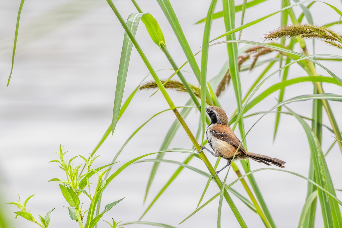 Rusty-backed Antwren - ML647142958