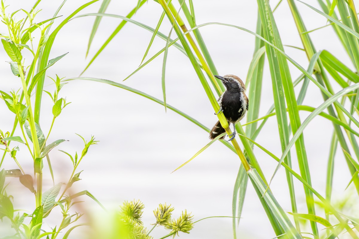 Rusty-backed Antwren - ML647142959