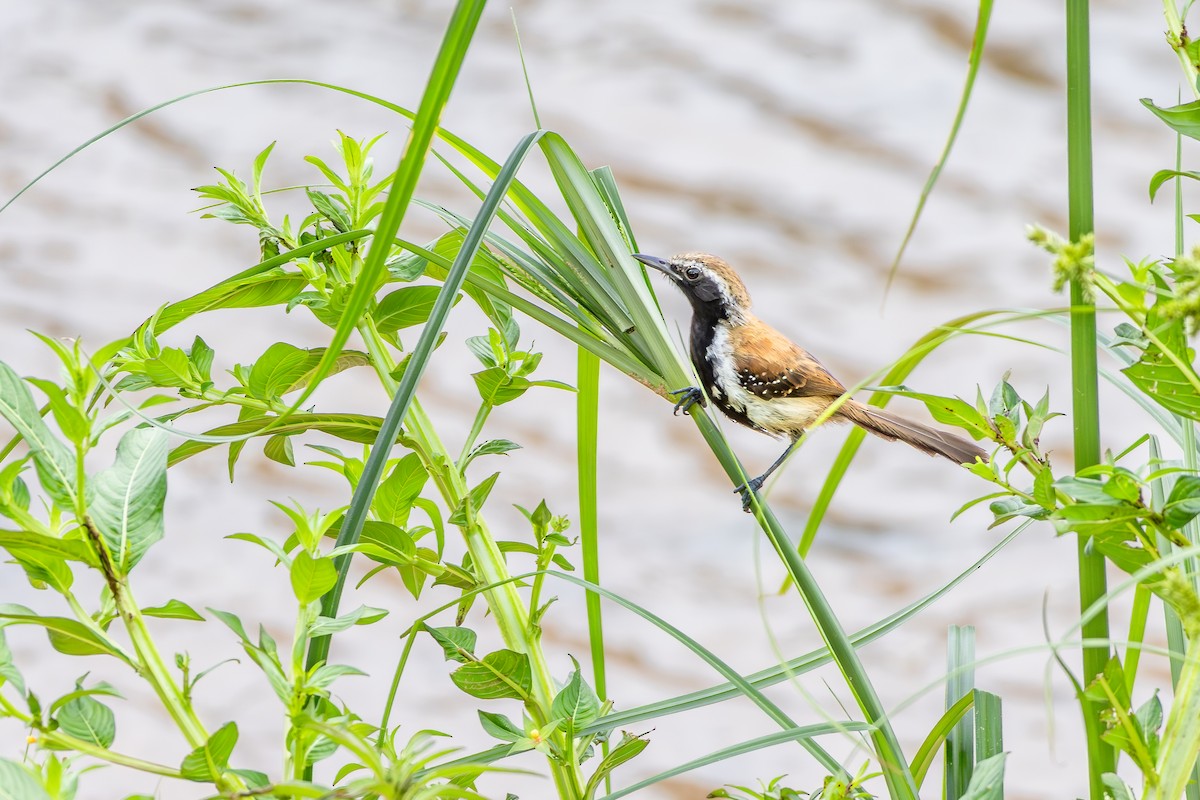 Rusty-backed Antwren - ML647142960