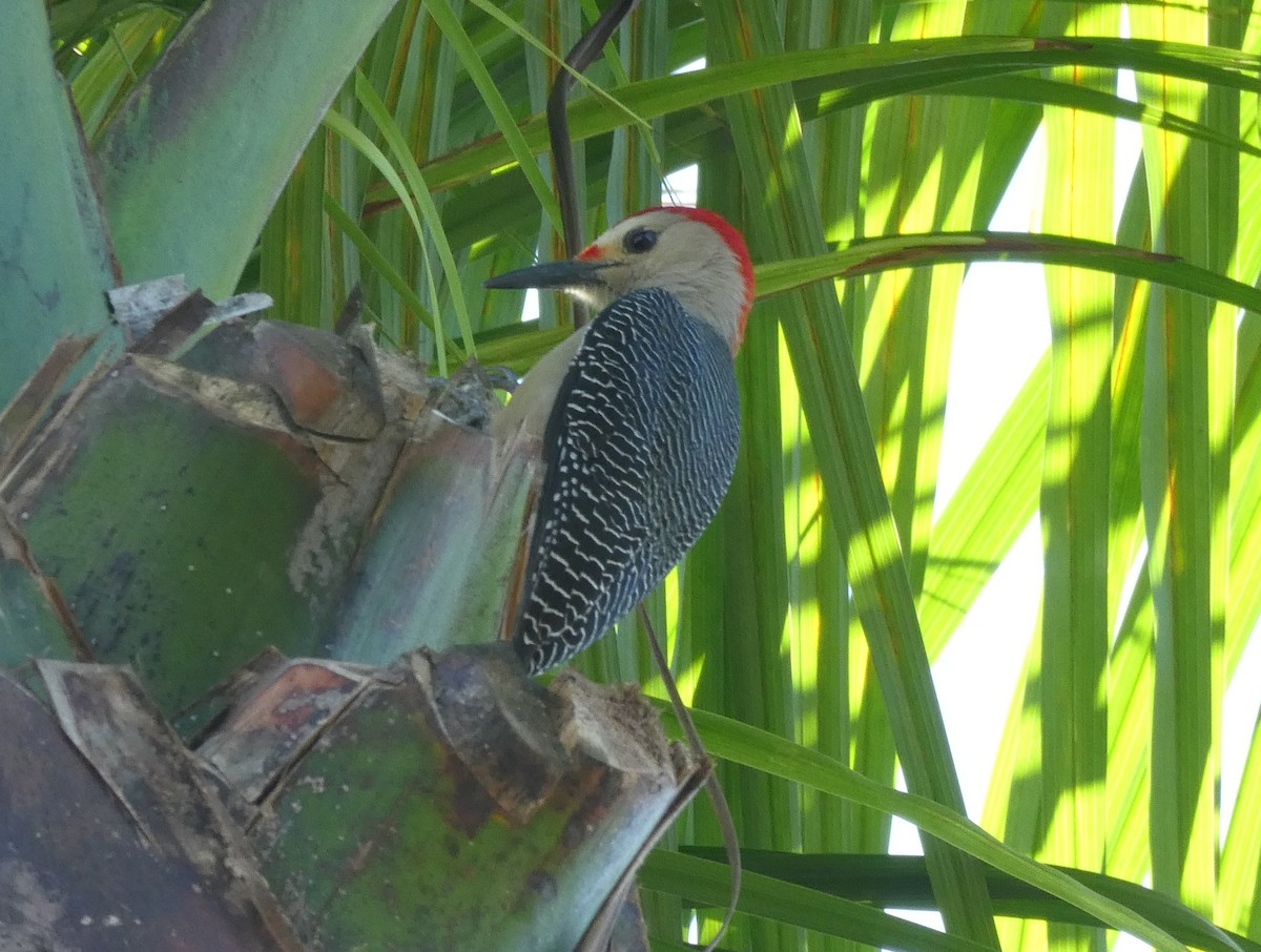 Golden-fronted Woodpecker - ML647142964