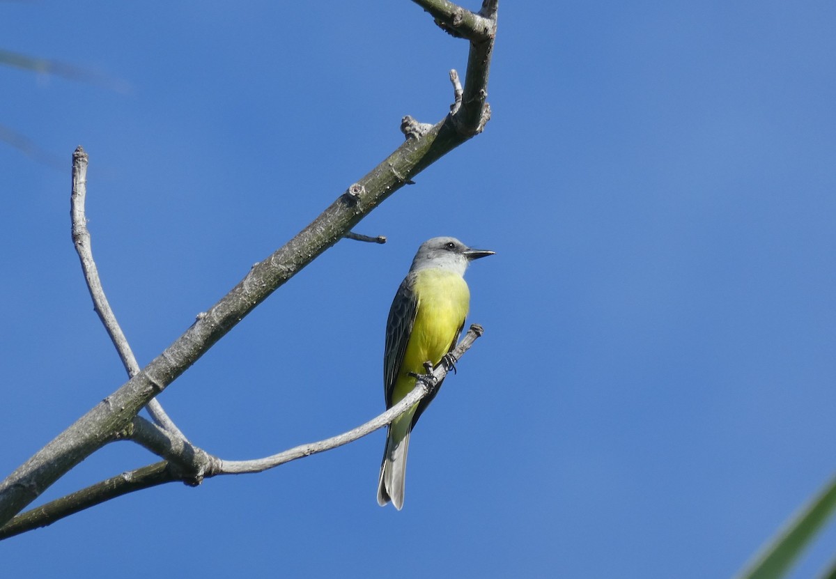 Tropical Kingbird - ML647142969