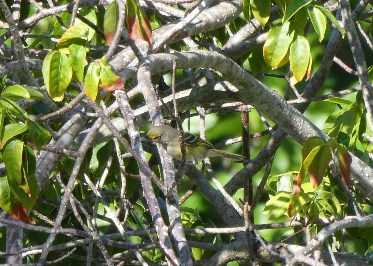 White-eyed Vireo - ML647142994
