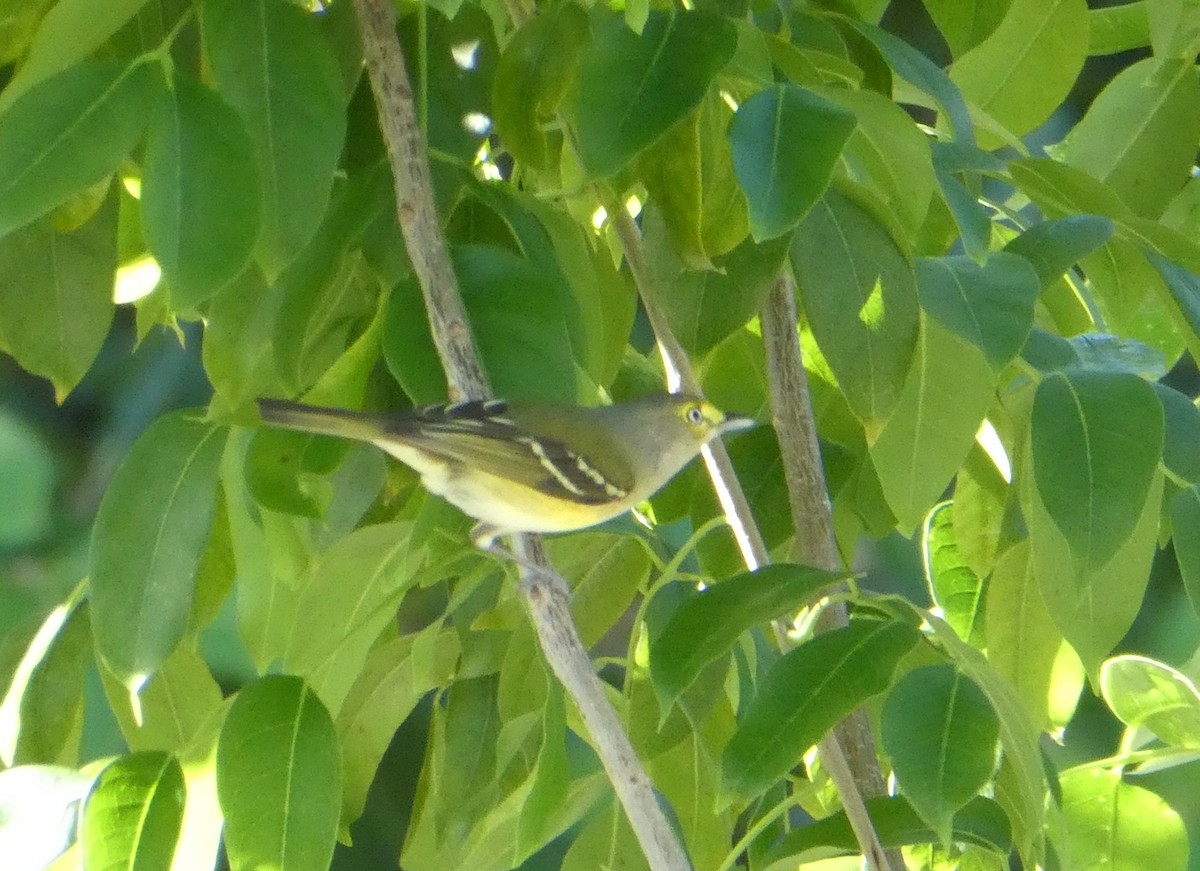 White-eyed Vireo - ML647142995