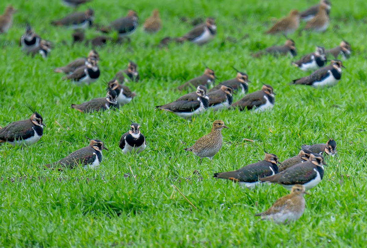 Northern Lapwing - ML647142996