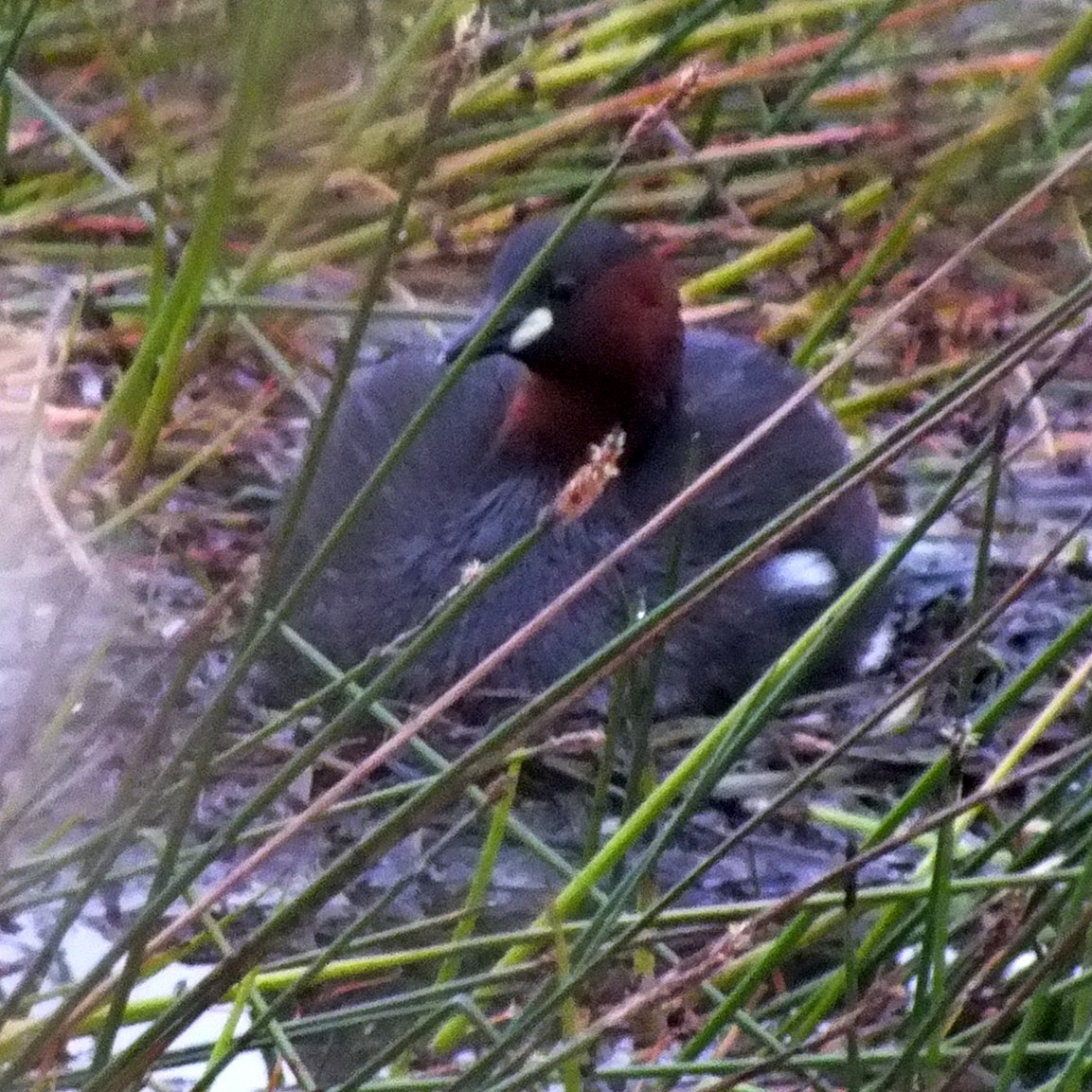 Little Grebe - ML647142998