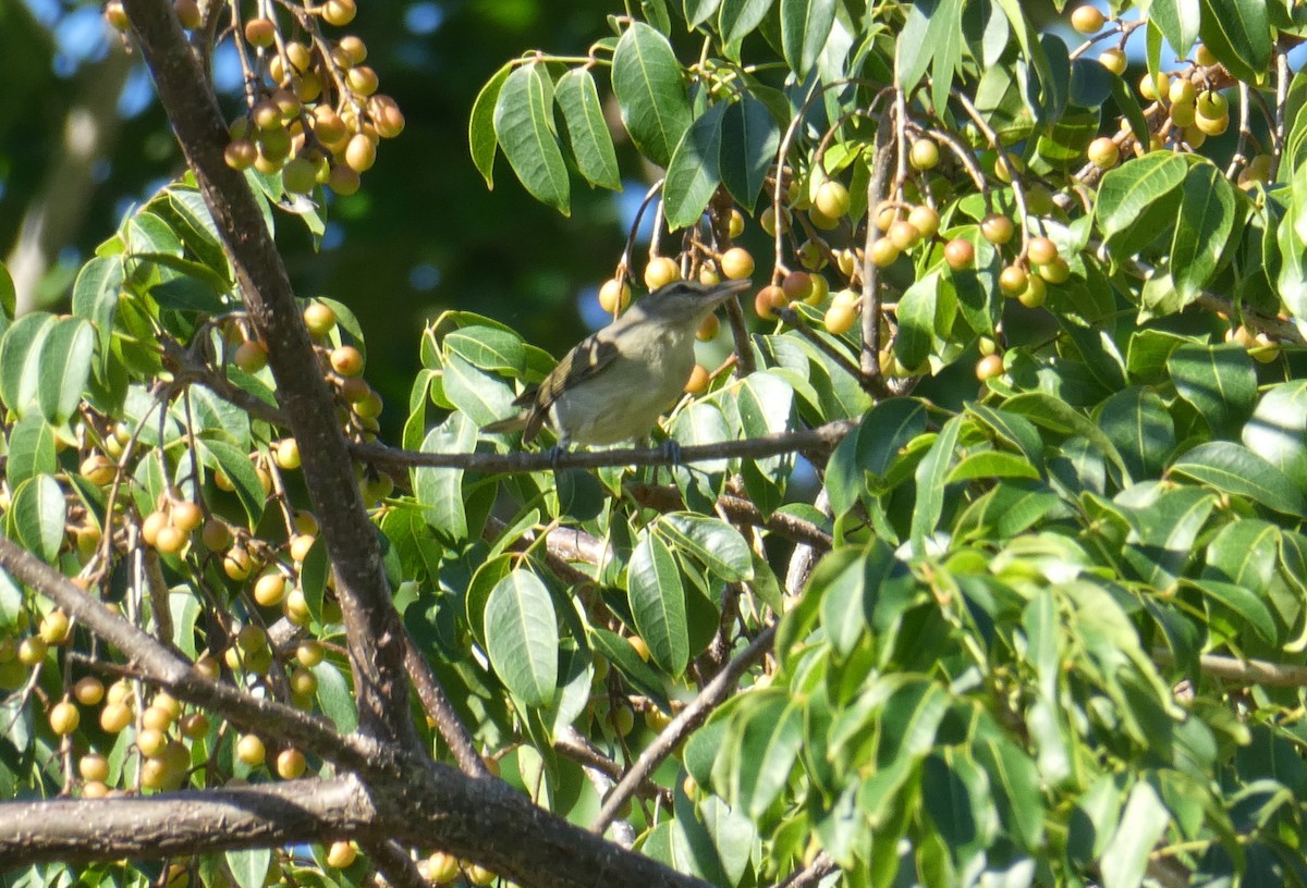 Yucatan Vireo - ML647143000