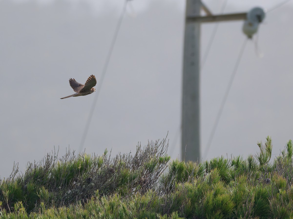 Eurasian Kestrel - ML647143004