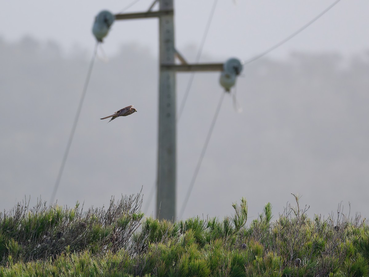 Eurasian Kestrel - ML647143014