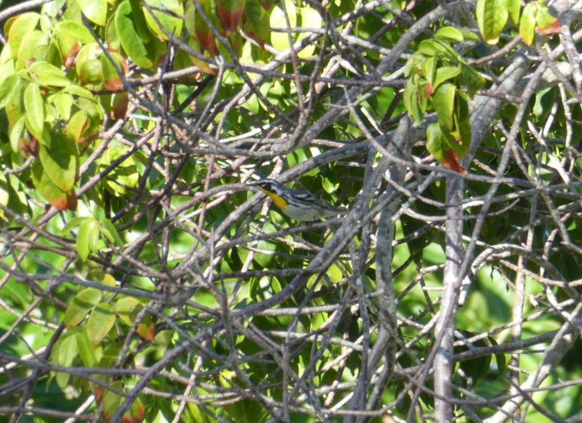 Yellow-throated Warbler - ML647143029
