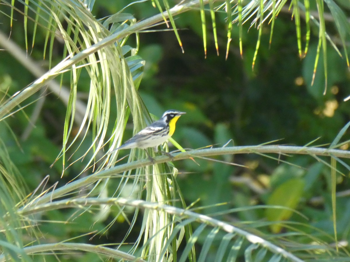 Yellow-throated Warbler - ML647143030
