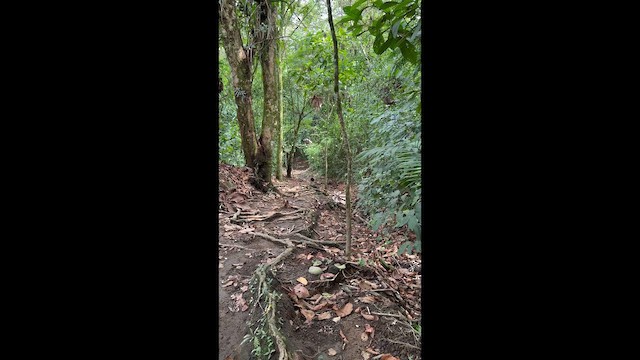 Great Curassow - ML647143064