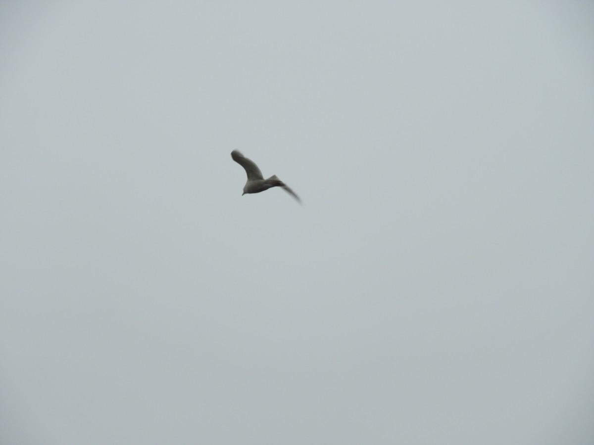 Gavión Hiperbóreo - ML647143085