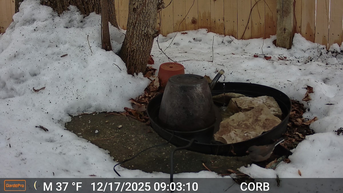 Dark-eyed Junco (Oregon) - ML647143087