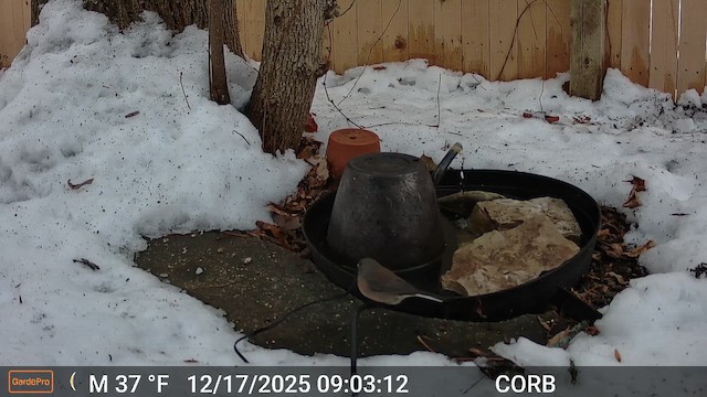 Dark-eyed Junco (Oregon) - ML647143088