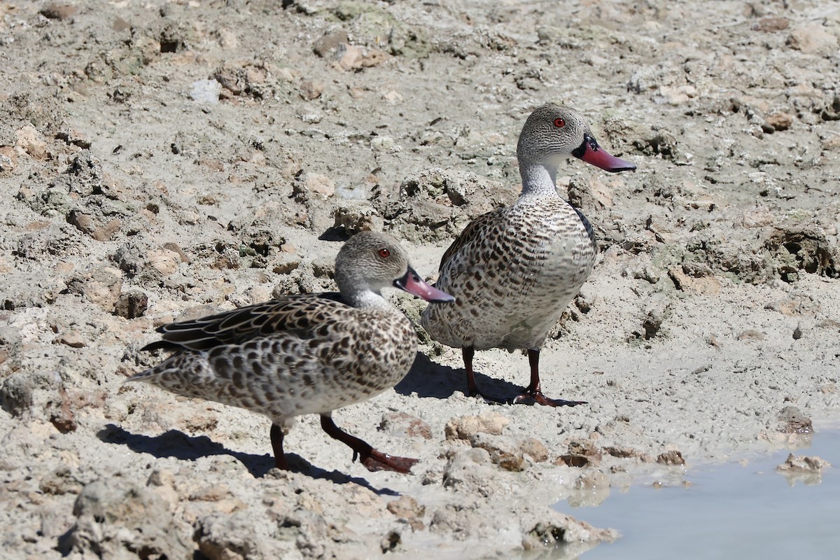 Cape Teal - ML647143090