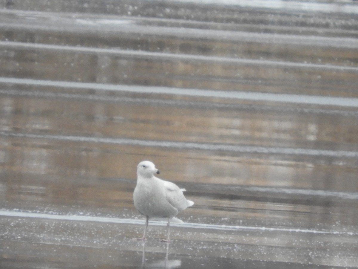 Gavión Hiperbóreo - ML647143094