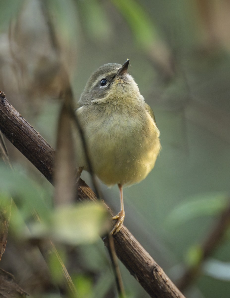 Black-throated Blue Warbler - ML647143095