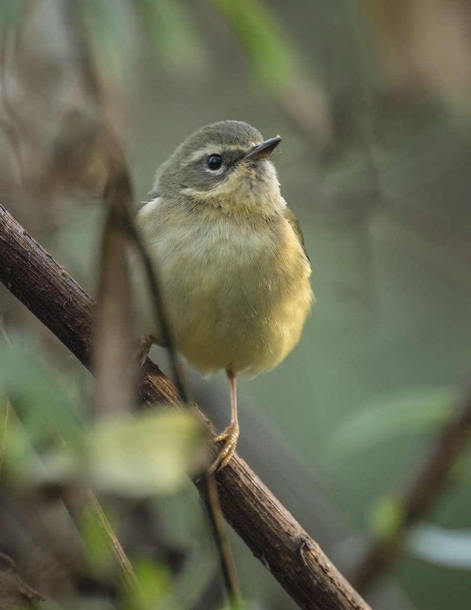 Black-throated Blue Warbler - ML647143096
