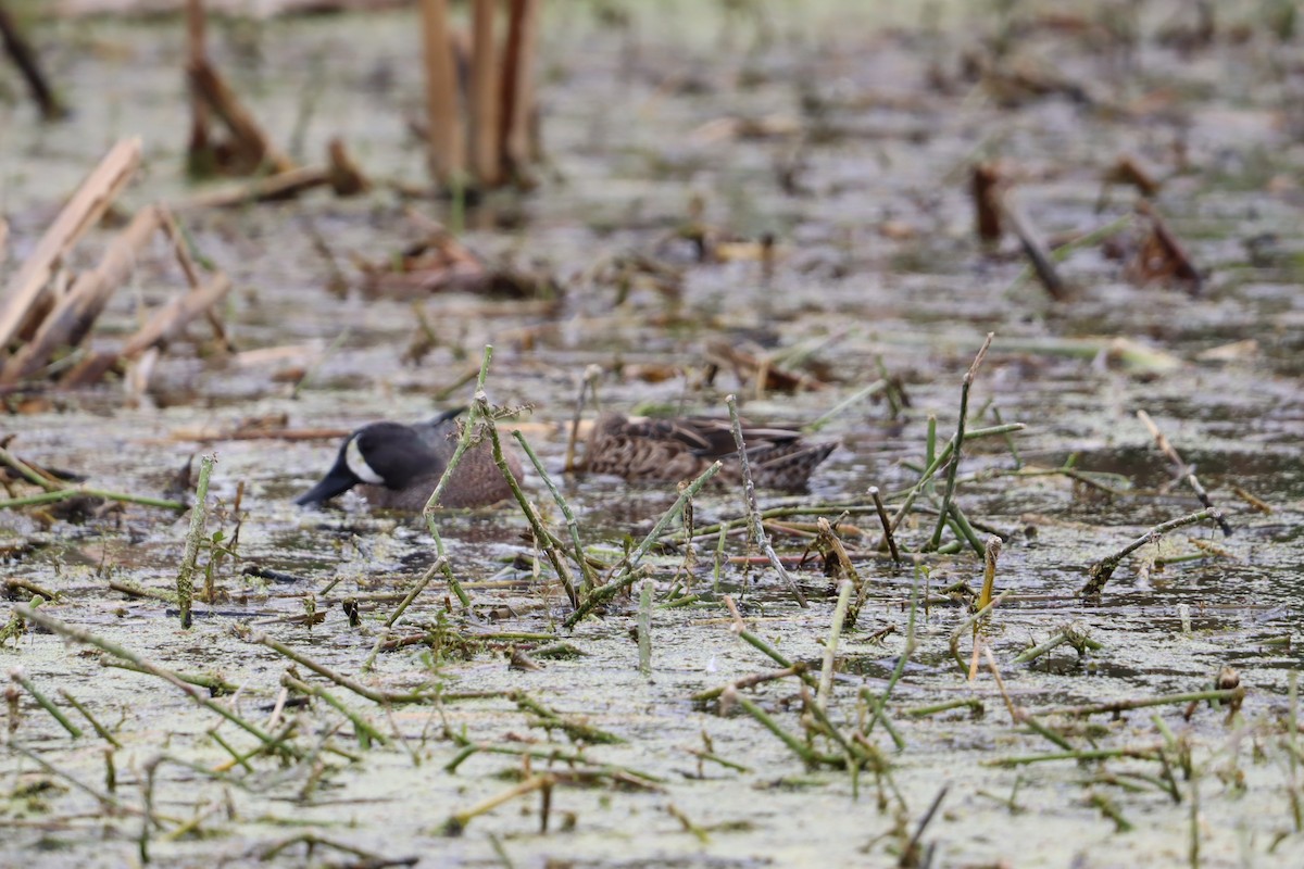 Blue-winged Teal - ML647143119
