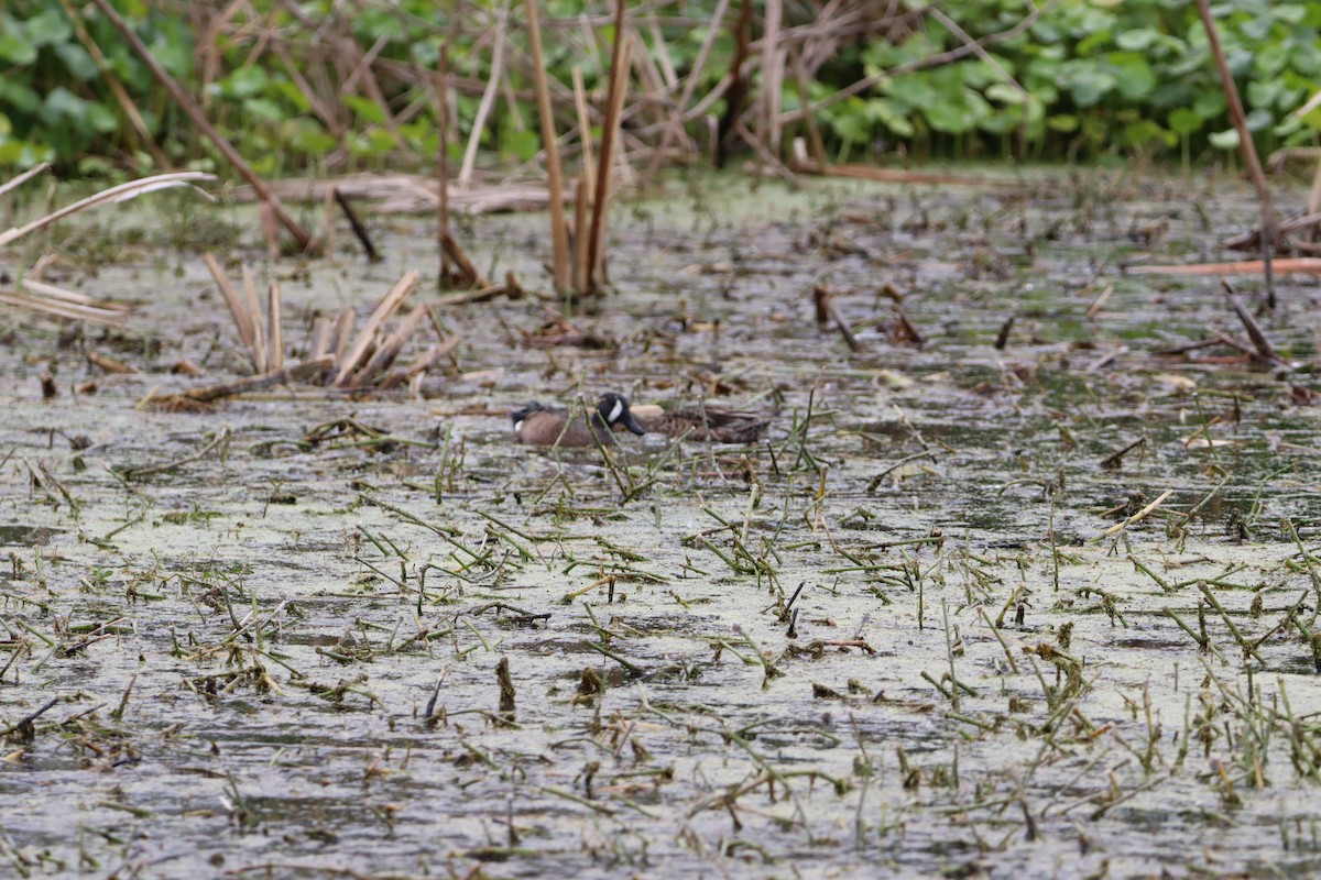 Blue-winged Teal - ML647143120