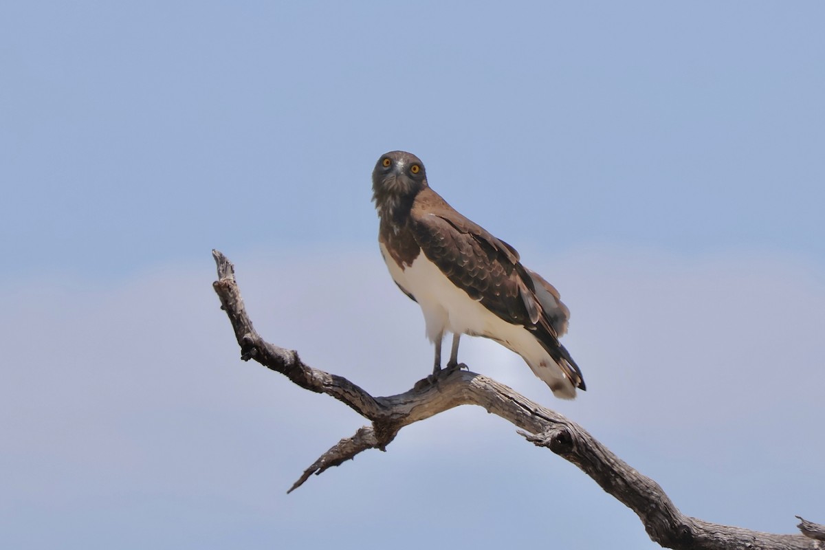 Black-chested Snake-Eagle - ML647143121