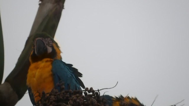 Blue-and-yellow Macaw - ML647143141