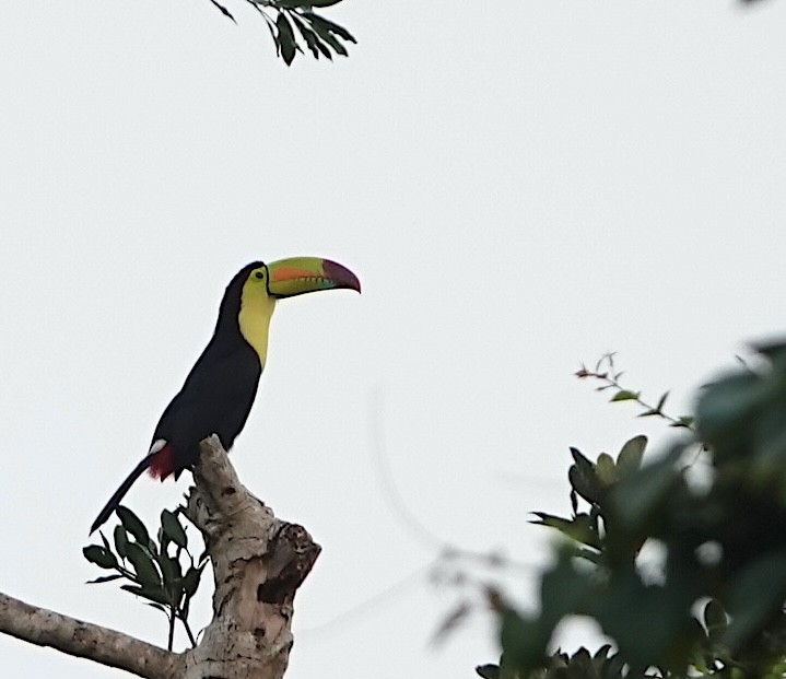 Тукан жовтогорлий - ML647143144