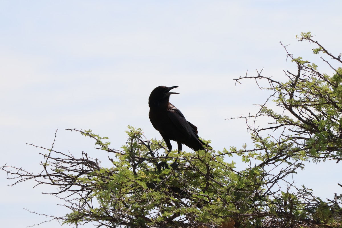 Cape Crow - ML647143147