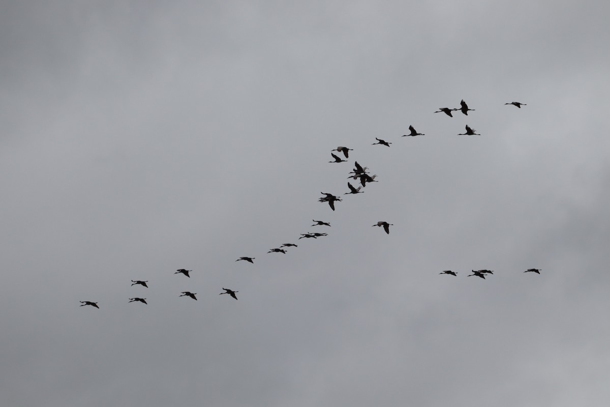 Sandhill Crane - ML647143148