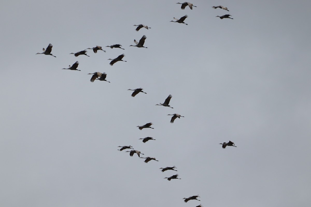 Sandhill Crane - ML647143149